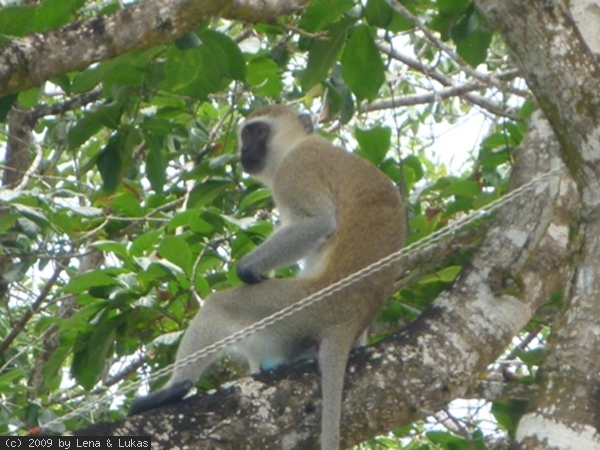 103 das sind die anderen Affen in diesem Klub